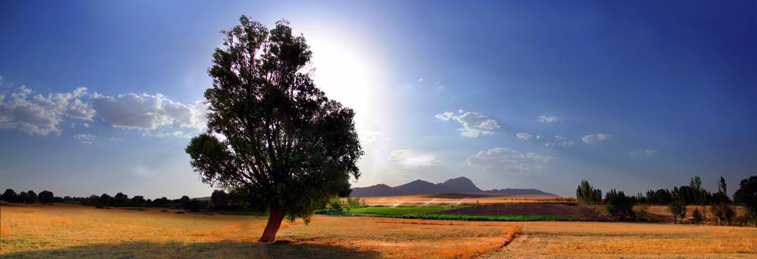 مهتا رحیمی