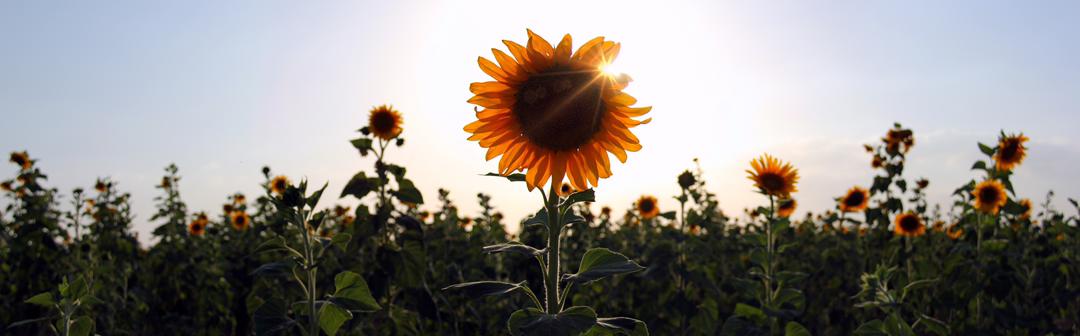 مهسا رحیمی